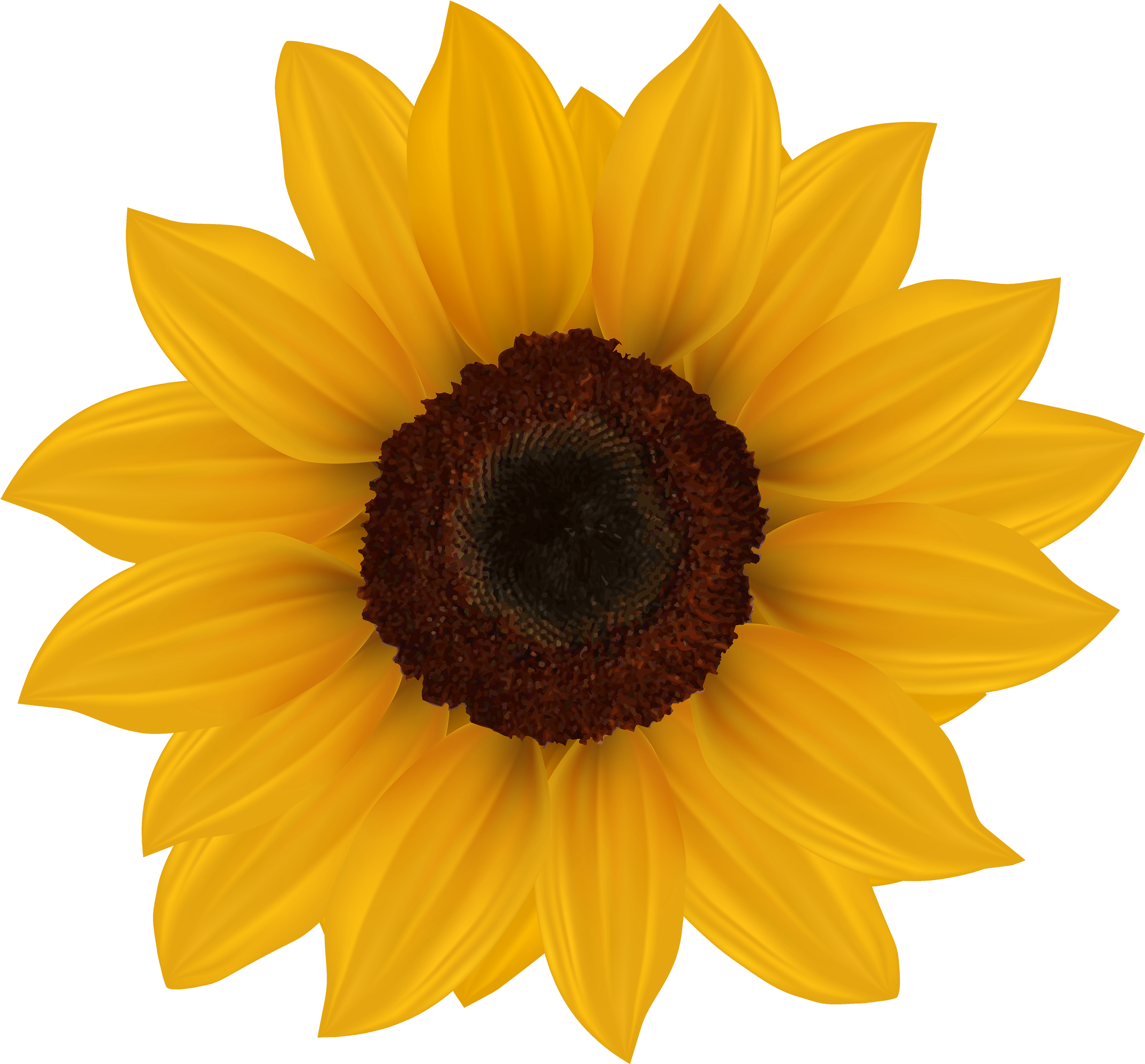 Sunflower Png Clipart Image - Sunflowers Clipart (3000x2789), Png Download