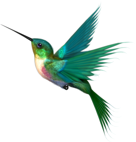 Image Freeuse Stock Flor Png Pesquisa Google Pinterest - Imagens De Passaros Em Png (436x455), Png Download
