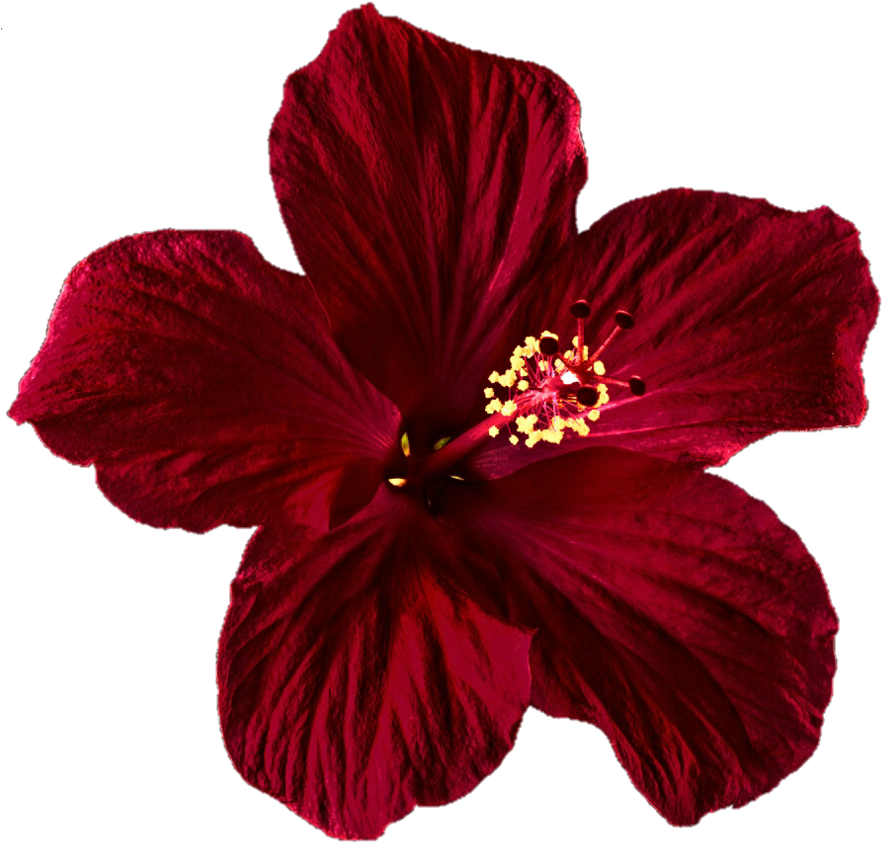 Dark Red Hibiscus By Jeanicebartzen - Mexican Flowers (899x889), Png Download