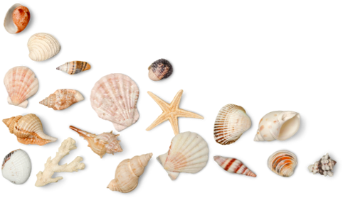 Seashell Png Photo - Depot Beach (700x300), Png Download
