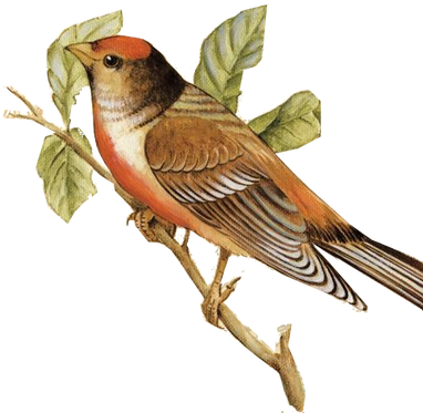 Tags - - Nightingale Png (400x378), Png Download