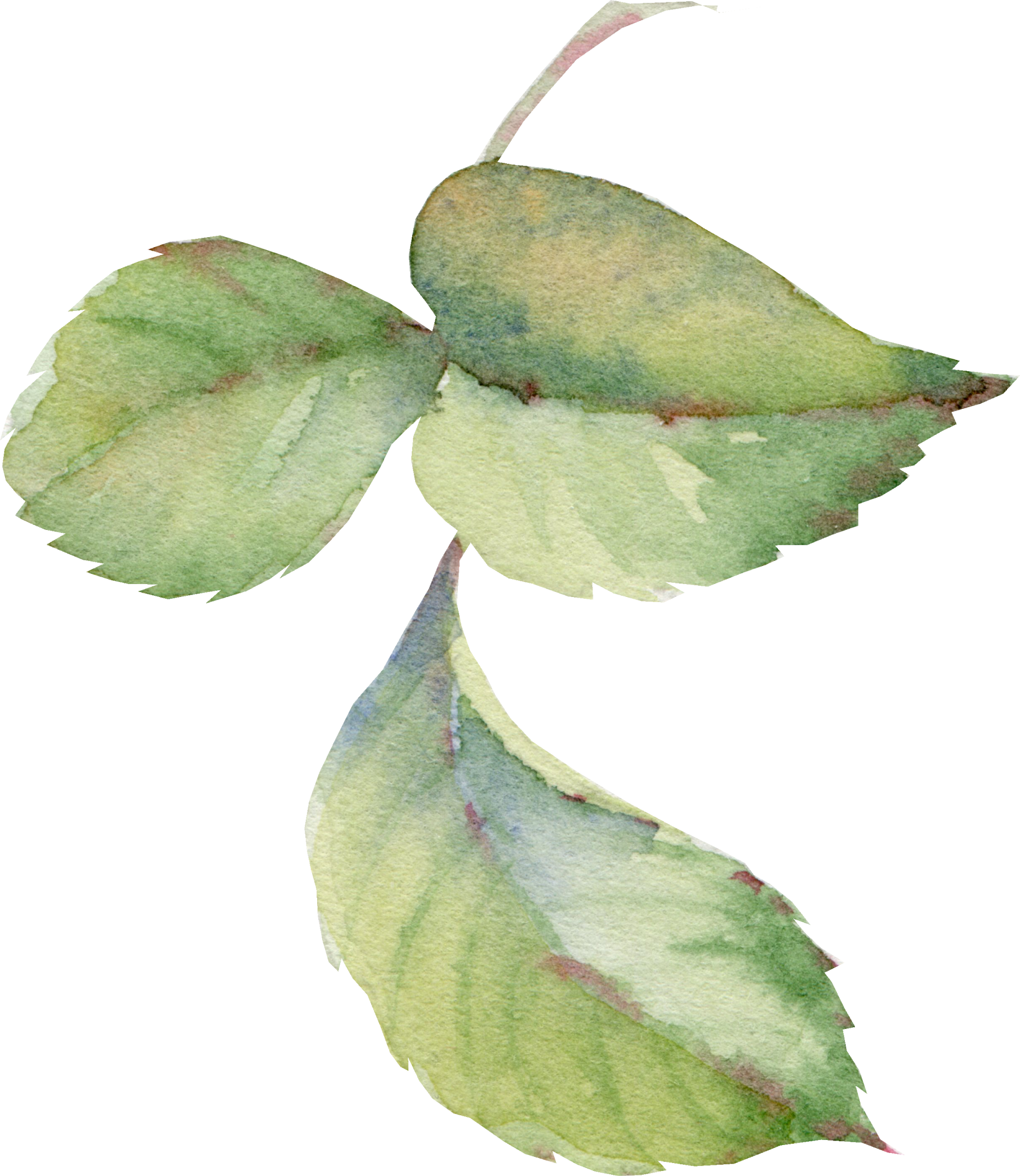 0℃素材15 - Watercolor Painting (1811x2088), Png Download