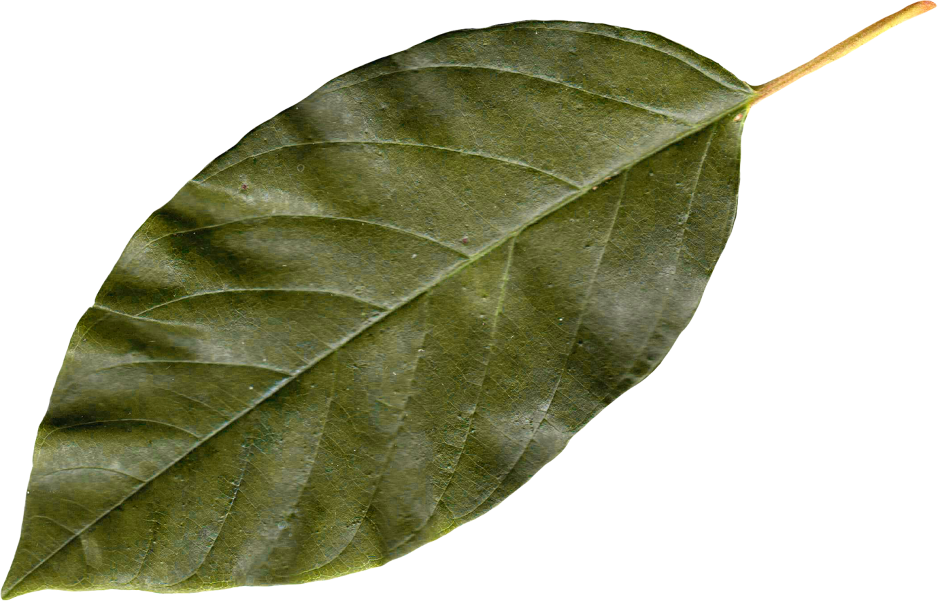 Autumn Png Leaf - Transparent Leaf Png (1359x870), Png Download