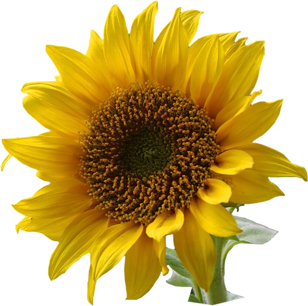 A Sunflower-edited - Flowers With Transparent Backgrounds (603x599), Png Download