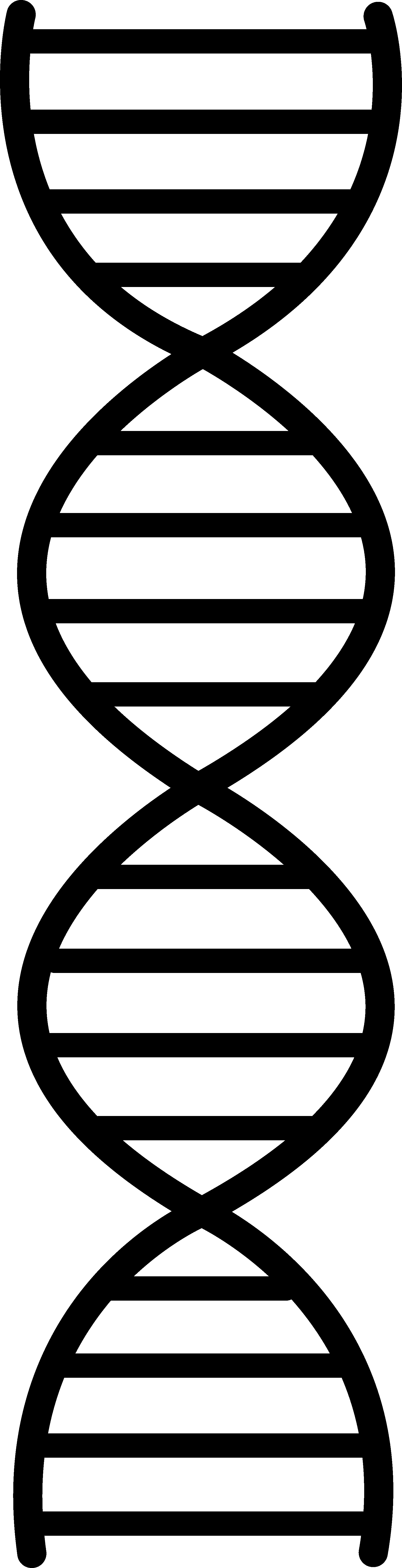 Http - //sweetclipart - Black - - Double Helix Clipart (1722x6709), Png Download