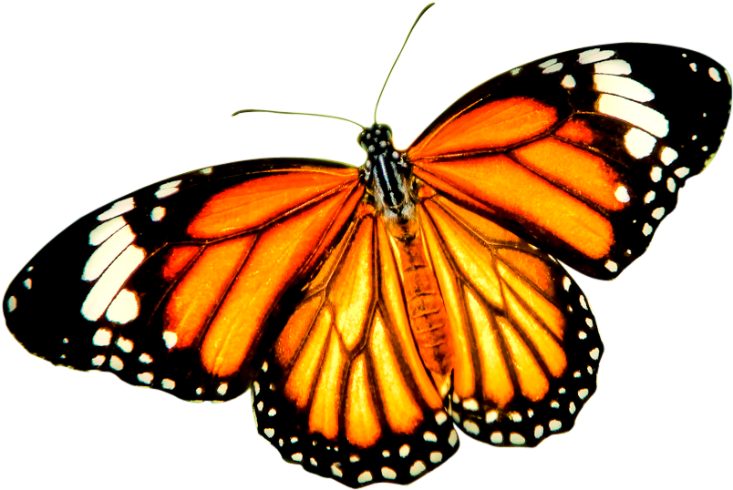 Download Png Balloon Image - Orange Butterfly Transparent Background (824x563), Png Download