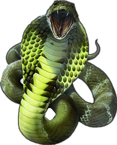 Report Abuse - King Cobra Snake Png (376x464), Png Download
