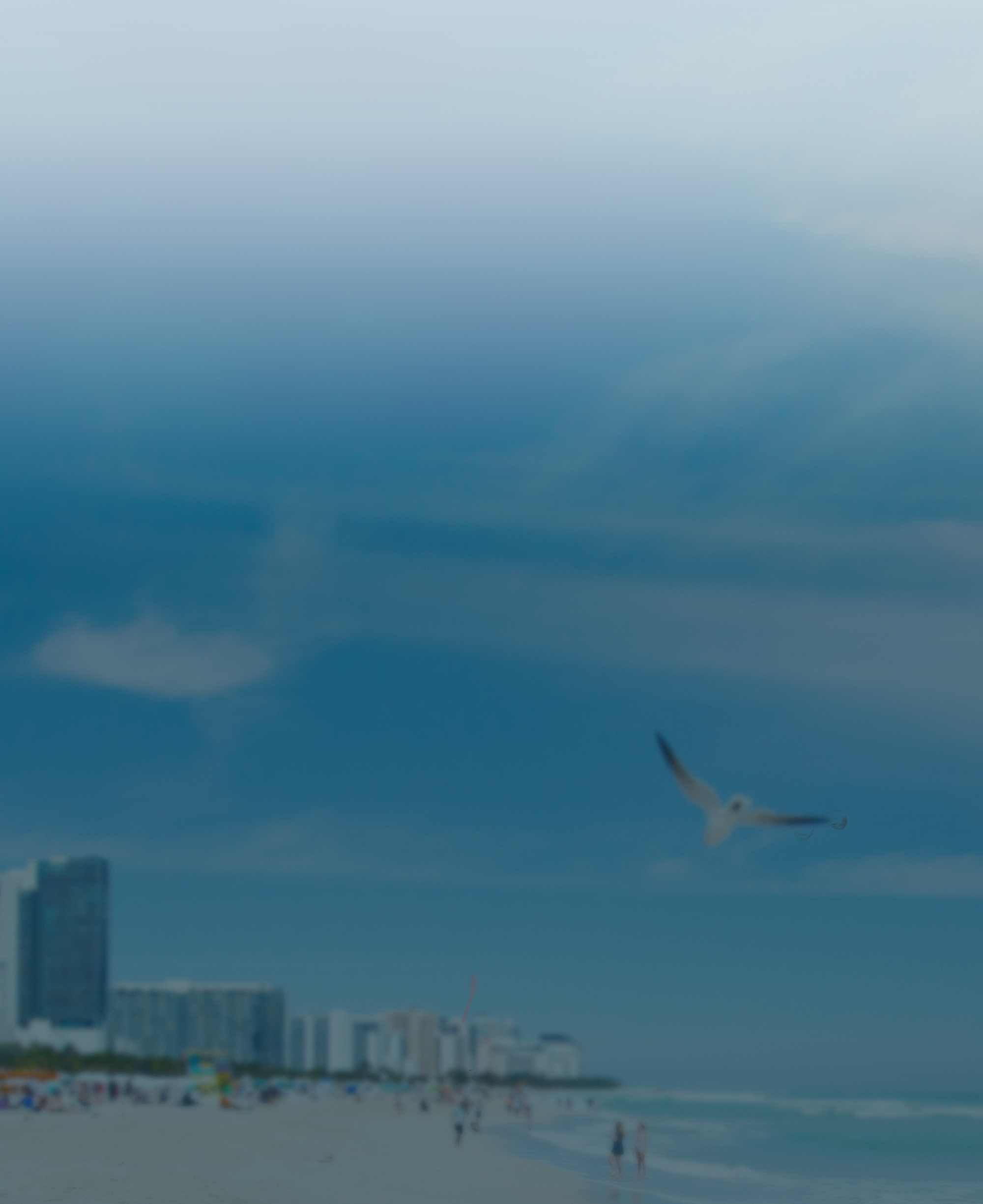 Seabird (2000x2450), Png Download