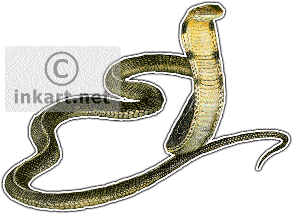 King Cobra Decal - King Cobra Throw Blanket (590x427), Png Download