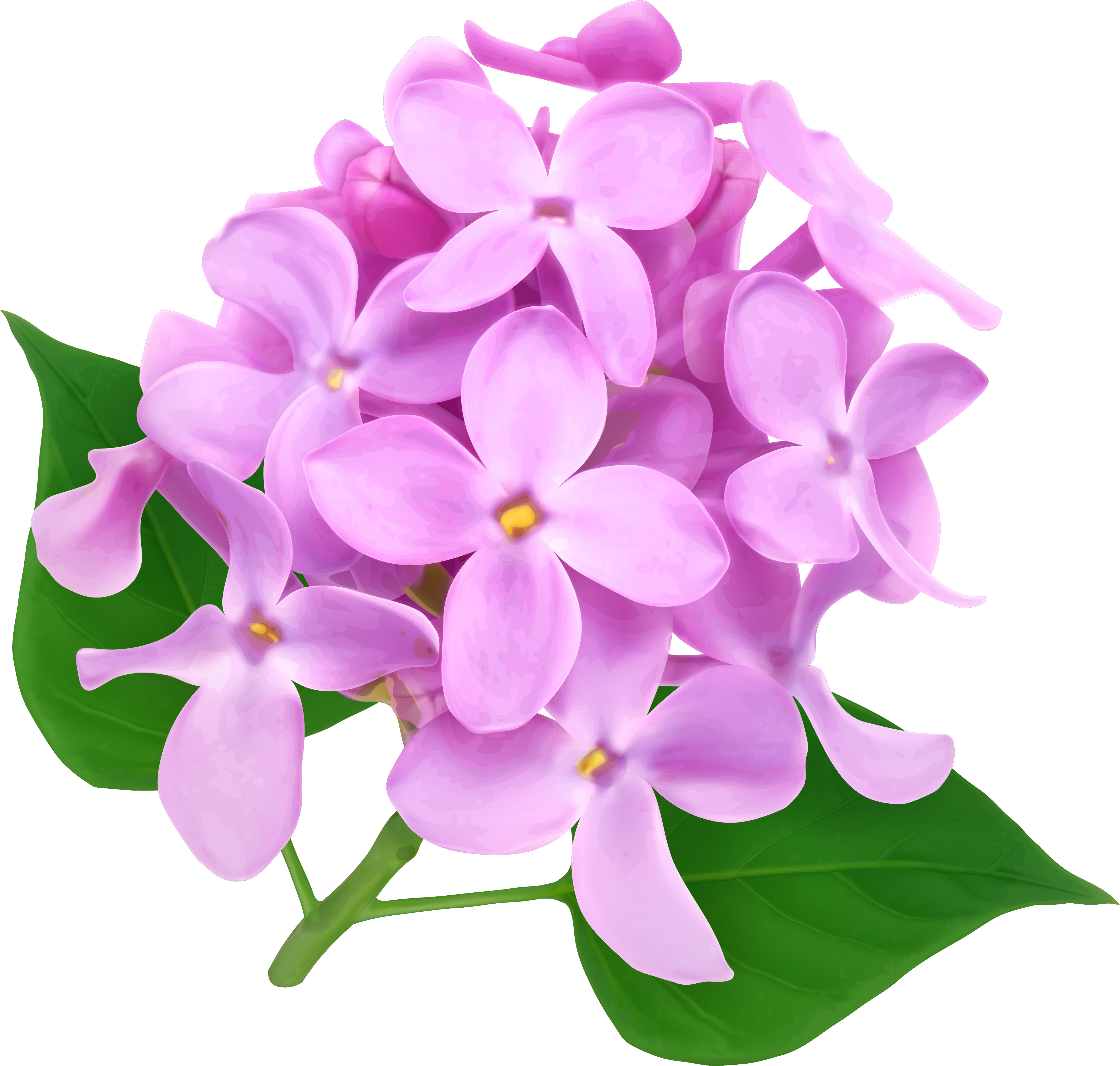 Chrysanthemum Png (4367x4124), Png Download