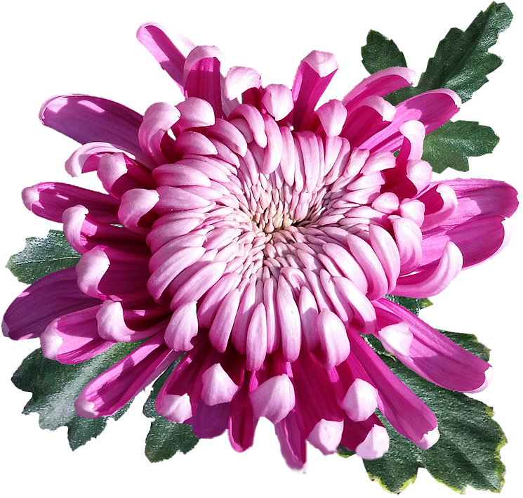 Flower (357x340), Png Download