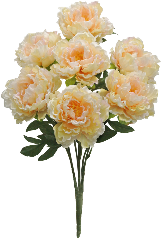 Peach Peony Bush X7 Sale Item - Flower (700x1023), Png Download
