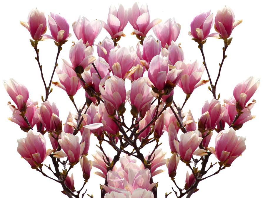 Magnolia, Spring, Nature, Blossom, Bloom, Pink, Bush - Magnolia Png (939x720), Png Download