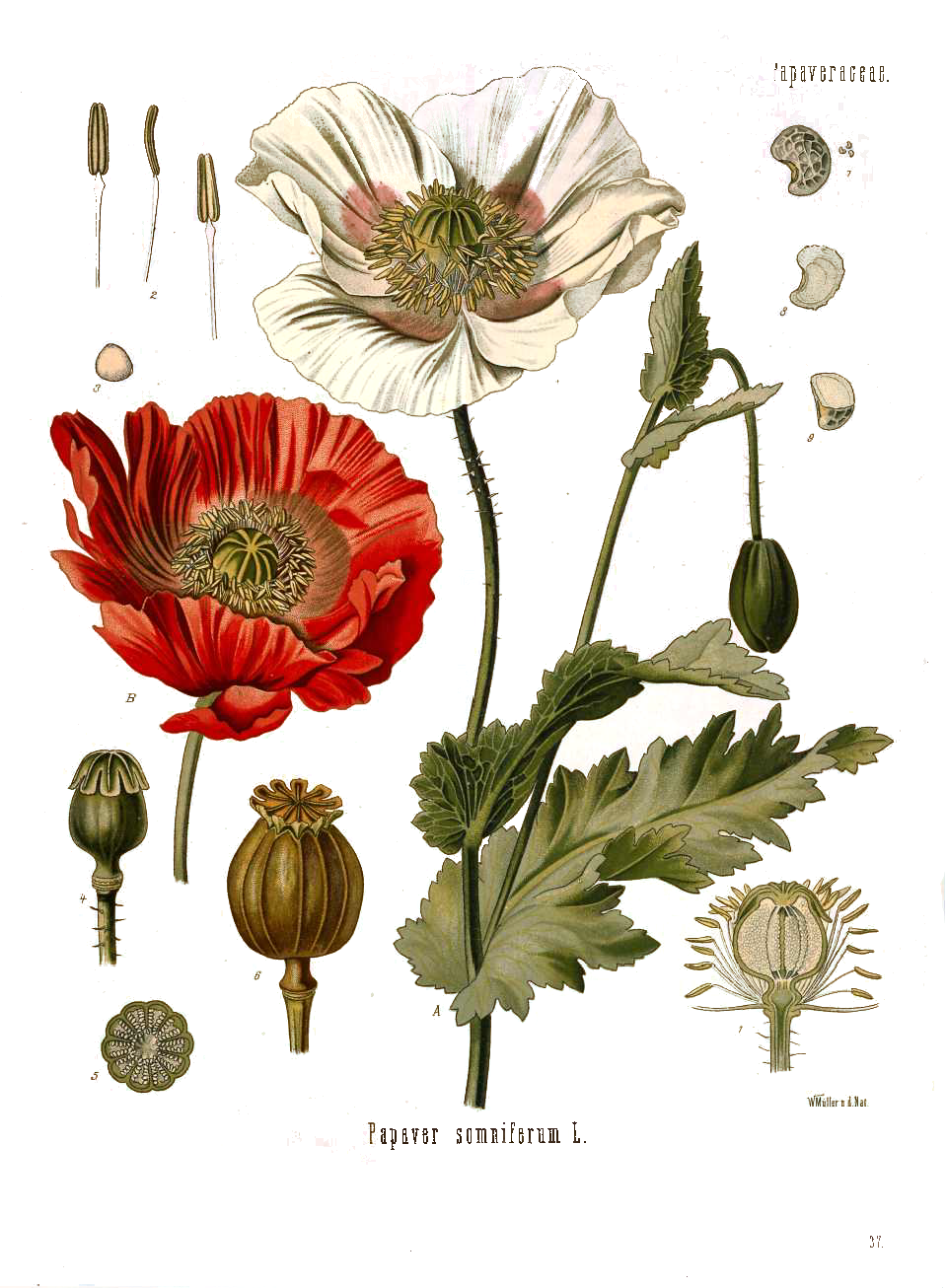 Papaver Somniferum L - Vintage Poppy Print (960x1306), Png Download