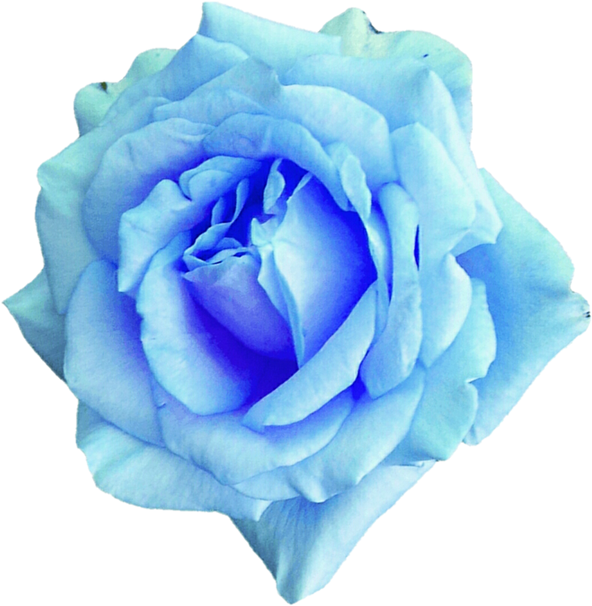 Sky Blue Rose 2 By Jeanicebartzen27-dajaj4a - Sky Blue Rose Flower (879x909), Png Download