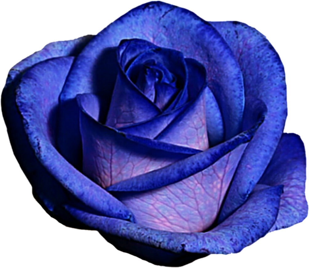 Blue And Purple Rose By Jeanicebartzen27 On Deviantart - Blue And Purple Roses Png (1024x900), Png Download