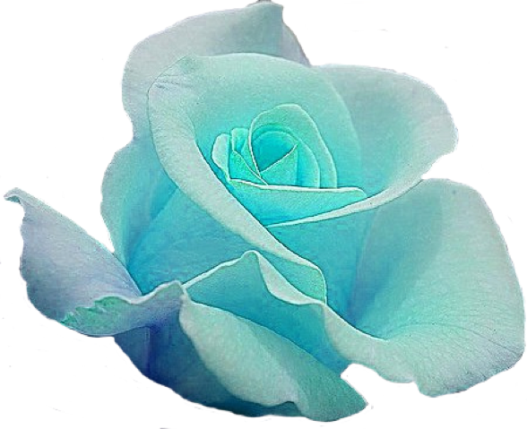 Blue Rose Garden Roses Cut Flowers - Blue (588x479), Png Download