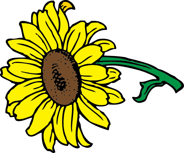 Clipart Of Sunflower (600x500), Png Download