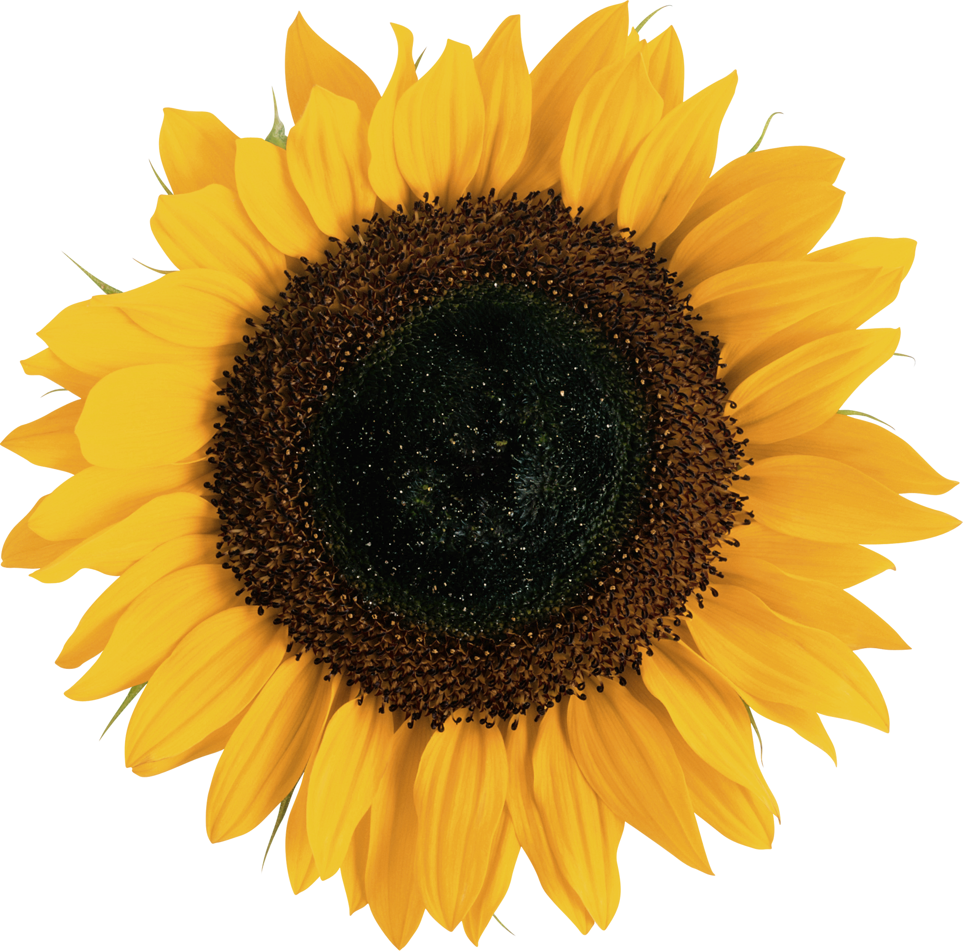 Free Free 173 Realistic Transparent Watercolour Sunflower Svg SVG PNG EPS DXF File