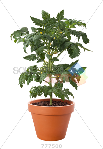 Stock Photo Of Pot Of Tomato Plant Isolated On Transparent - Plant In A Pot Transparent (340x491), Png Download