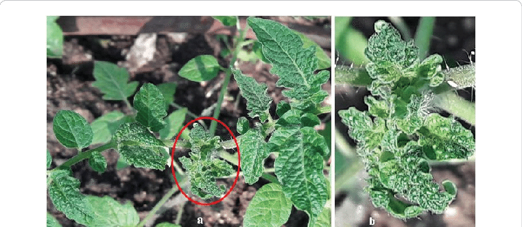 Naturally Infected Solanum Lycopersicum Plants Exhibiting - Begomovirus (761x331), Png Download