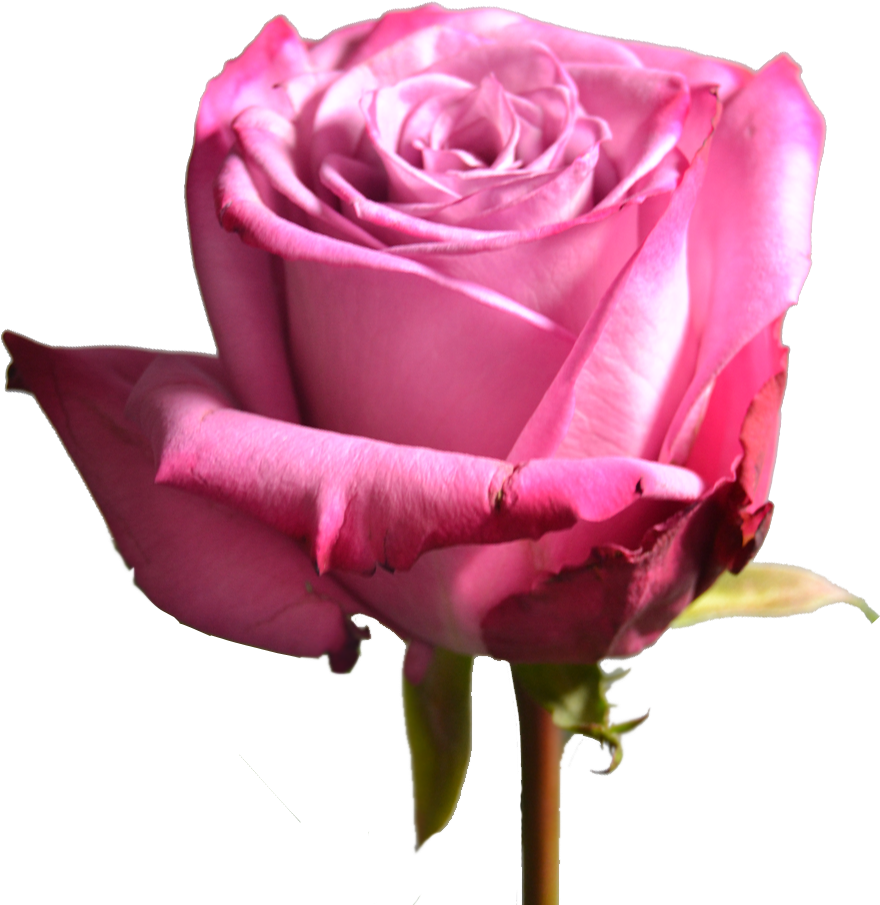 Moody Blues - Rose (1000x1000), Png Download