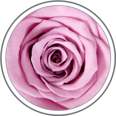 Custom Colors Are Available Upon Special Request - Garden Roses (500x500), Png Download