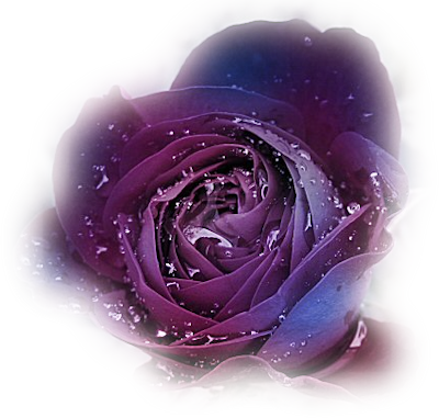 Fl-53 - Rose Mauve (400x381), Png Download
