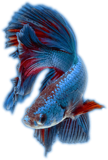 Ocean Therapy Specializes In Aquarium Maintenance, - Aquarium (400x600), Png Download