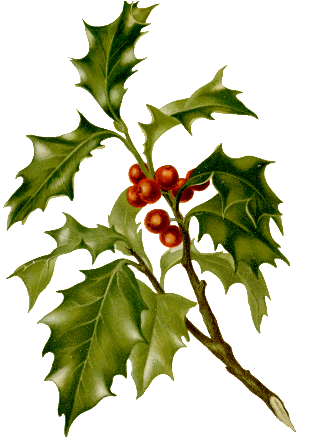 Watercolor Realistic Leaves Wild Fruit Transparent - Botanical Christmas Holly Napkin (1024x1473), Png Download