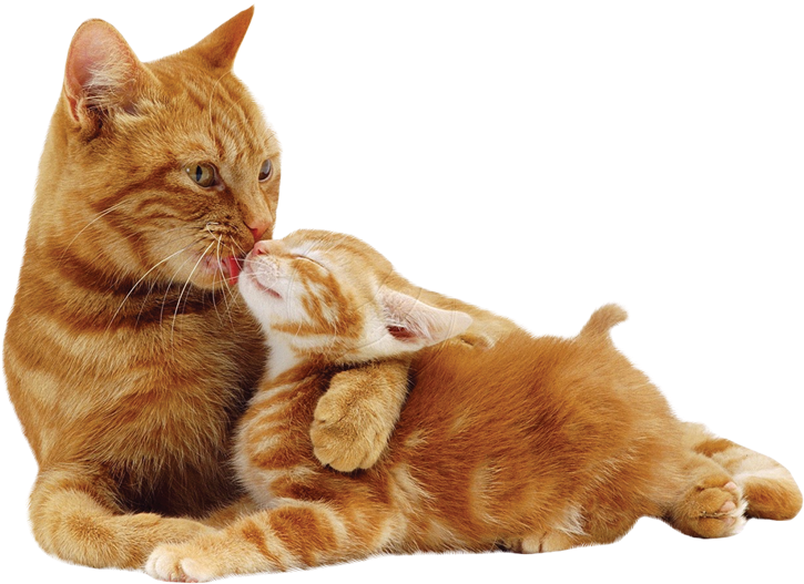 Mother Cat, Bella, And Ginger Foster Mother, Lucky, - Ginger Cat And Kitten (800x566), Png Download