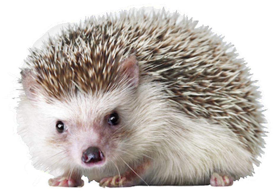 Hedgehog Png Hd - Hedgehog Png (1024x760), Png Download