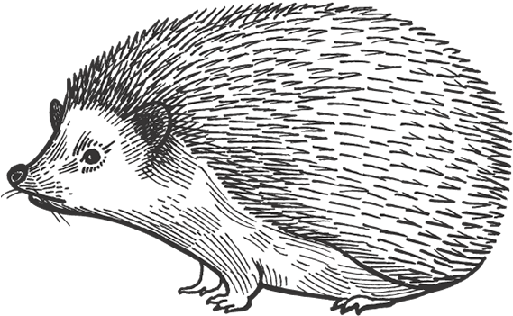 Barn Dei Mona Porcupine - Hedgehog (569x675), Png Download