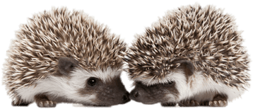 Hedgehogs Touching Snouts - Hedgehog Baby Png (400x400), Png Download