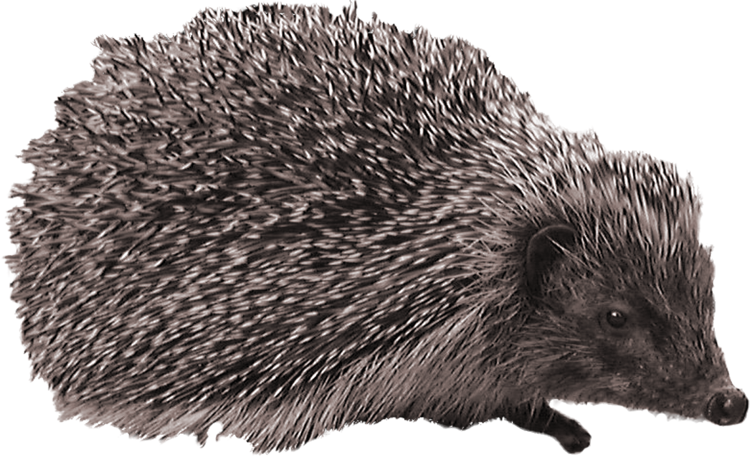 Hedgehog (1475x897), Png Download
