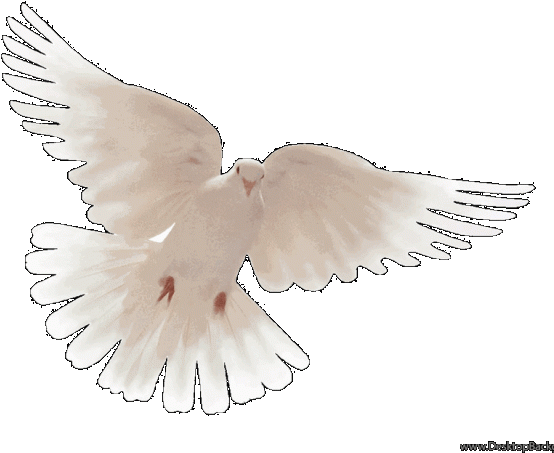 Peace Dove Wallpaper Hd - Pigeons And Doves (640x480), Png Download