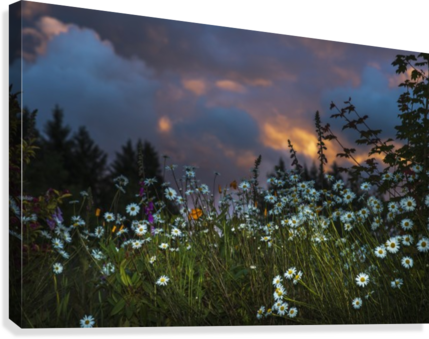 Flowers Compliment A Sunset Sky - Posterazzi Flowers Compliment A Sunset Sky Astoria (429x339), Png Download