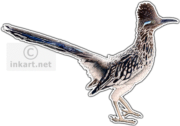 Roadrunner - Roadrunner Greeting Cards (pk Of 10) (590x423), Png Download