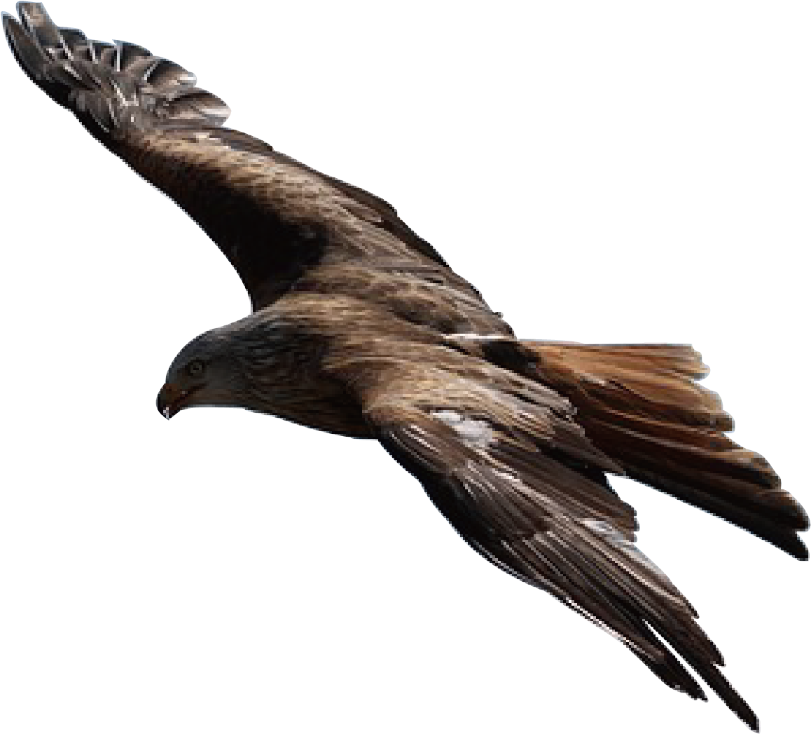 All Birds Find Shelter During A Rain But Eagle Avoids (960x620), Png Download