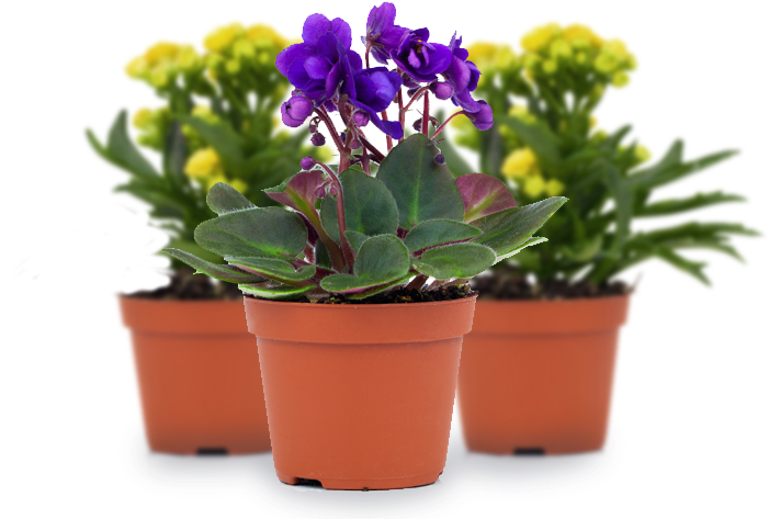 Perennial Flowers - Visual Perception (700x500), Png Download