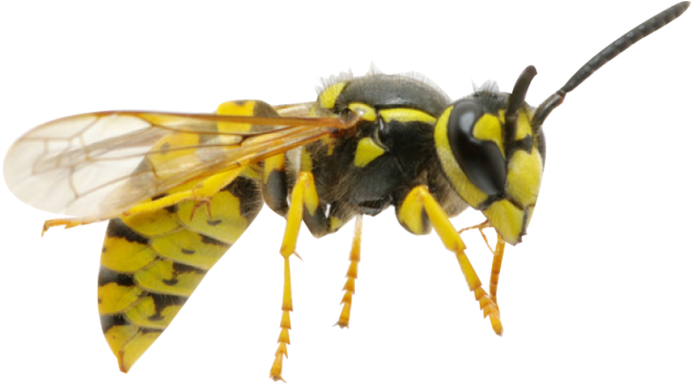 Yellow Jacket Control, Removal & Extermination Pittsburgh, - Yellow Jacket Bee Png (640x348), Png Download
