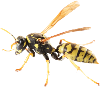 Pretty Pictures Of A Yellow Jacket Yellow Jackets Hornets - Paper Wasps By Pool (400x400), Png Download