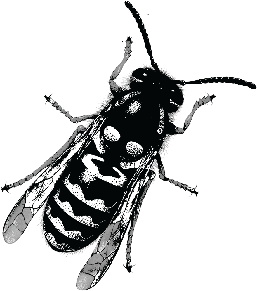 Yellow Jacket Was Conceptualized After A Tragic Robbery - Beetle (915x1048), Png Download