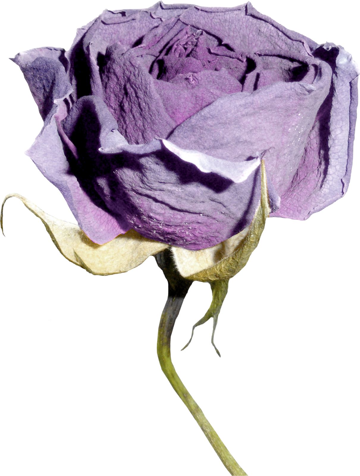 0 1f174d 6d53f16 Orig - Garden Roses (1211x1600), Png Download