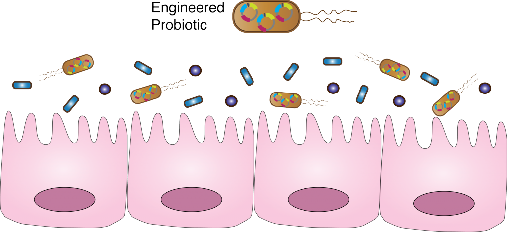 Engineered Probiotics As Living Medicine - Probiotic Synthetic Biology (1024x469), Png Download