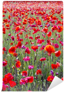 Beautiful Bright Red Poppy Flowers Field In Spring - Spring (400x400), Png Download