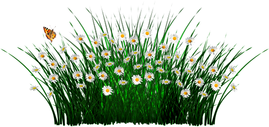 Spring Flowers Grass Meadow Plant Garden N - Oder Innengraswiesenschmetterling Im Freien Kissen (595x340), Png Download