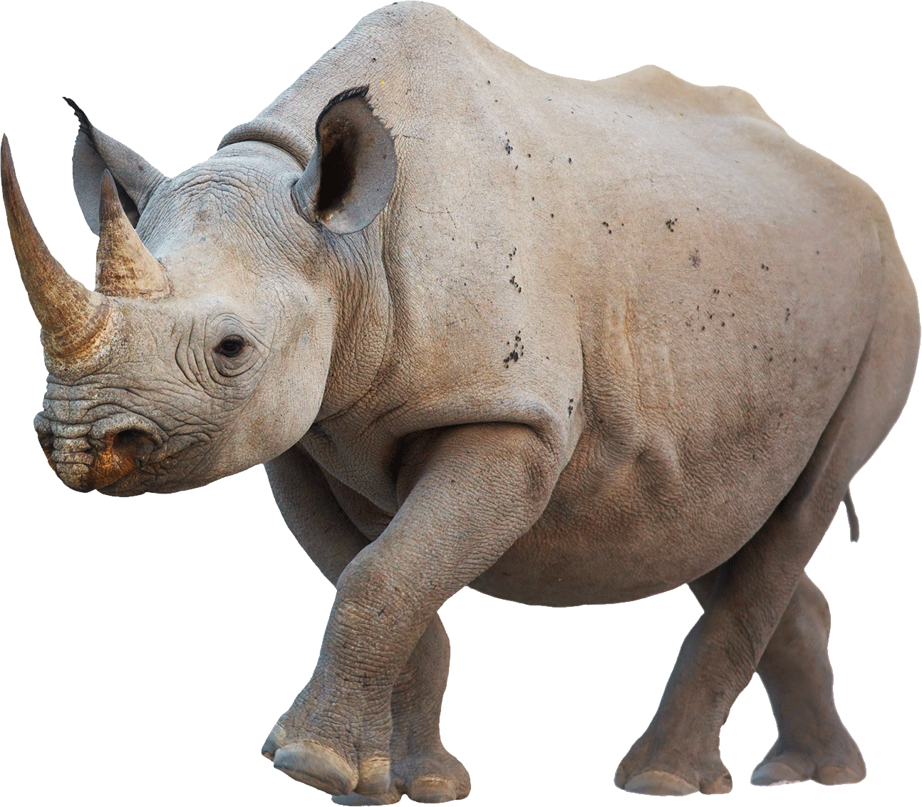Animals - Rhinoceros - Rhino Png (1294x1133), Png Download