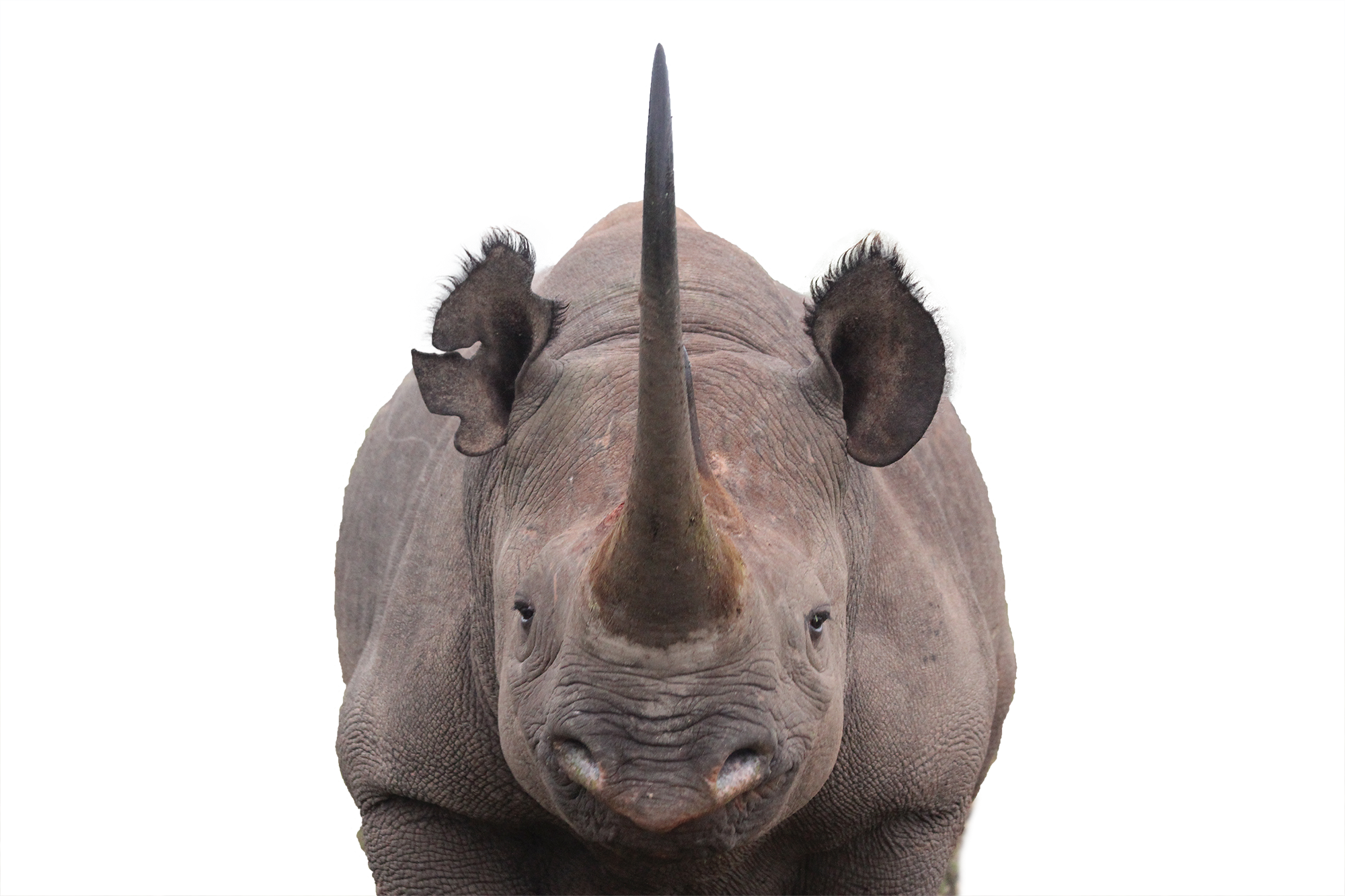Rhino Horn Png - Horn Black Rhino (2000x1333), Png Download
