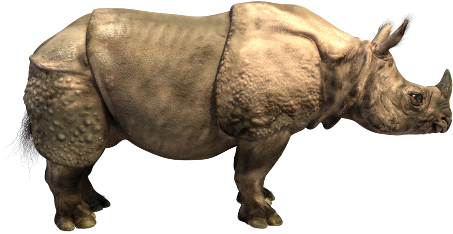Rhino Horns Png - One Horned Rhino Png (1280x720), Png Download
